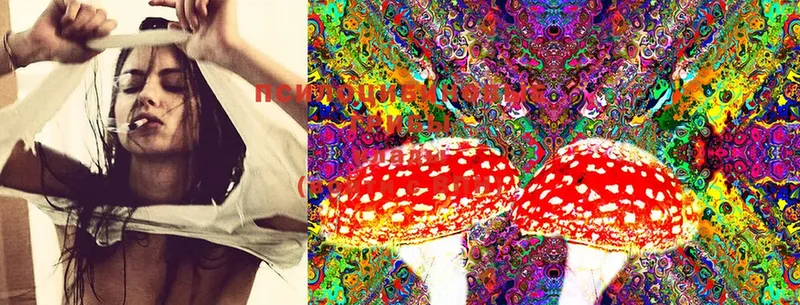 магазин  наркотиков  Болхов  Псилоцибиновые грибы MAGIC MUSHROOMS 